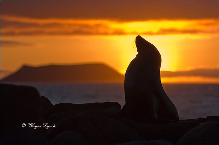 California Sea Lion 108 by Dr. Wayne Lynch &copy;